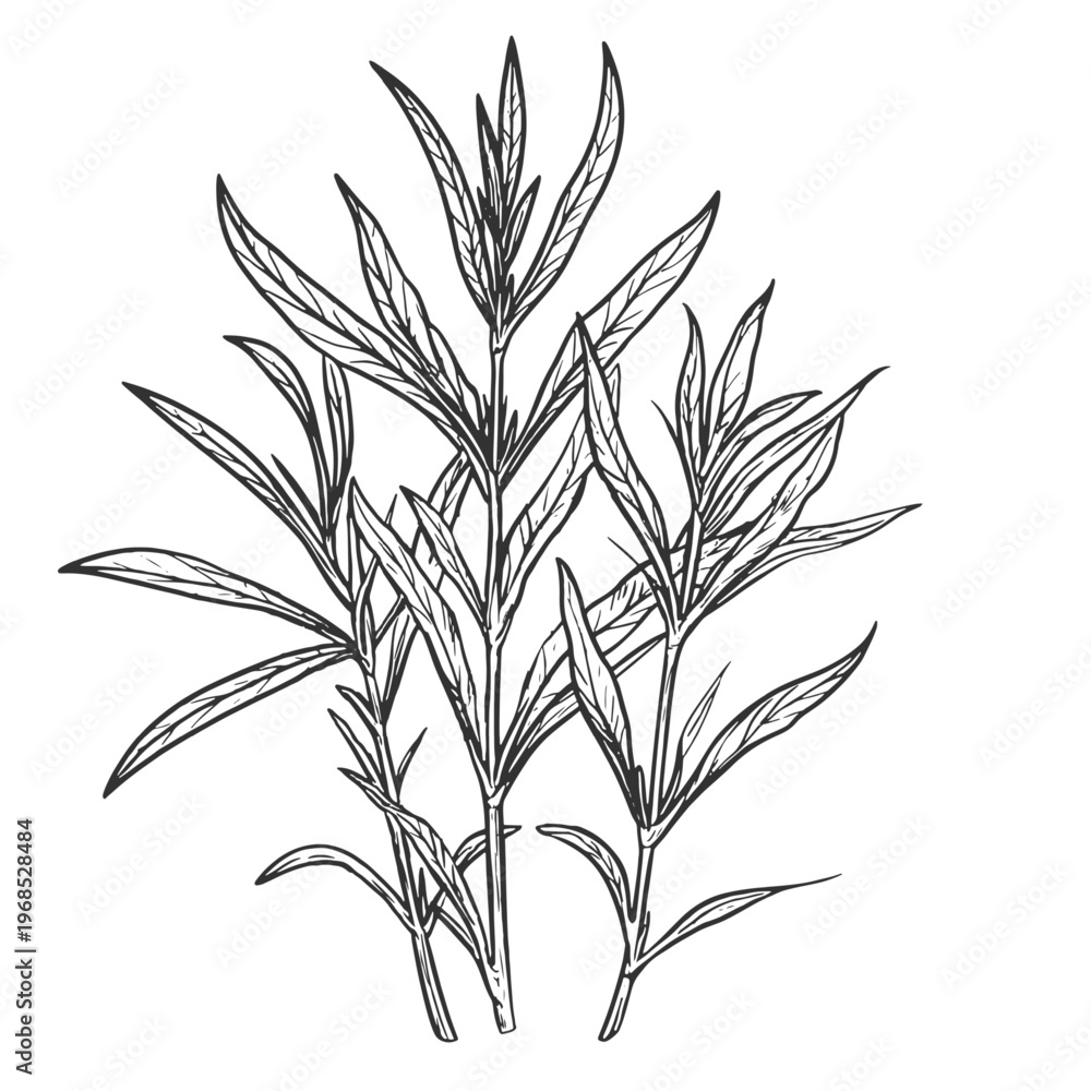 Obraz premium Sprigs of tarragon with leaves, black and white sketch. Vector illustration. Graceful twigs, spicy herbs, isolated on a white background