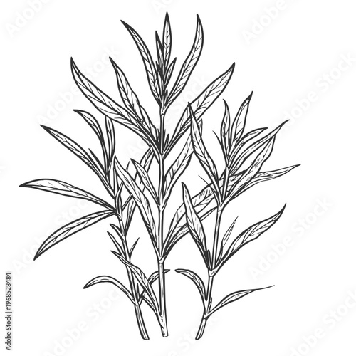 Sprigs of tarragon with leaves, black and white sketch. Vector illustration. Graceful twigs, spicy herbs, isolated on a white background