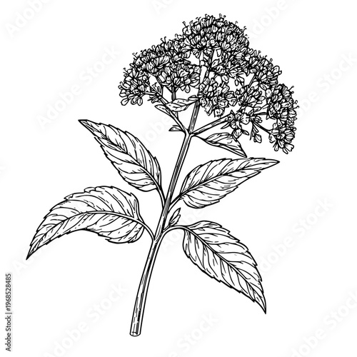 A sprig of marjoram with flowers, a black and white sketch. vector illustration. Culinary herbs and spices, oregano isolated on a white background