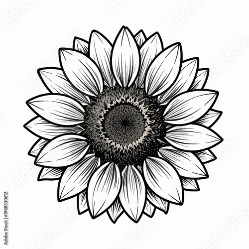 Single Blooming Sunflower Head Illustration, Detailed Black Ink Line Art, Minimalist Botanical Flat Vector Graphic for Nature and Summer Floral Design, Isolated on White Background