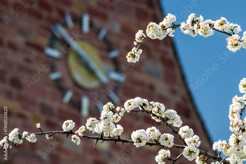 Le temps des cerises à Kientzheim : clocher traditionnel et floraison printanière