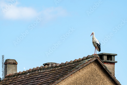 Biodiversité au cœur du village : cigogne blanche en halte printanière dans le Grand Est
