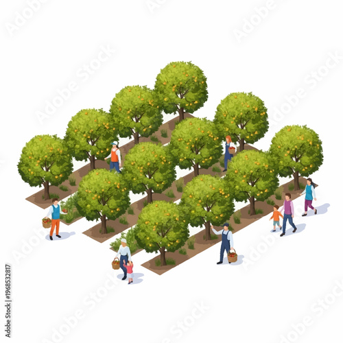 People harvesting fruit from orchard trees isometric view.