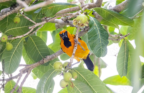Hooded oriole in a fig tree, Mexico