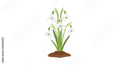 A vibrant cluster of white snowdrop flowers with green leaves and markings grows from a distinct mound of brown soil, isolated on a white background.