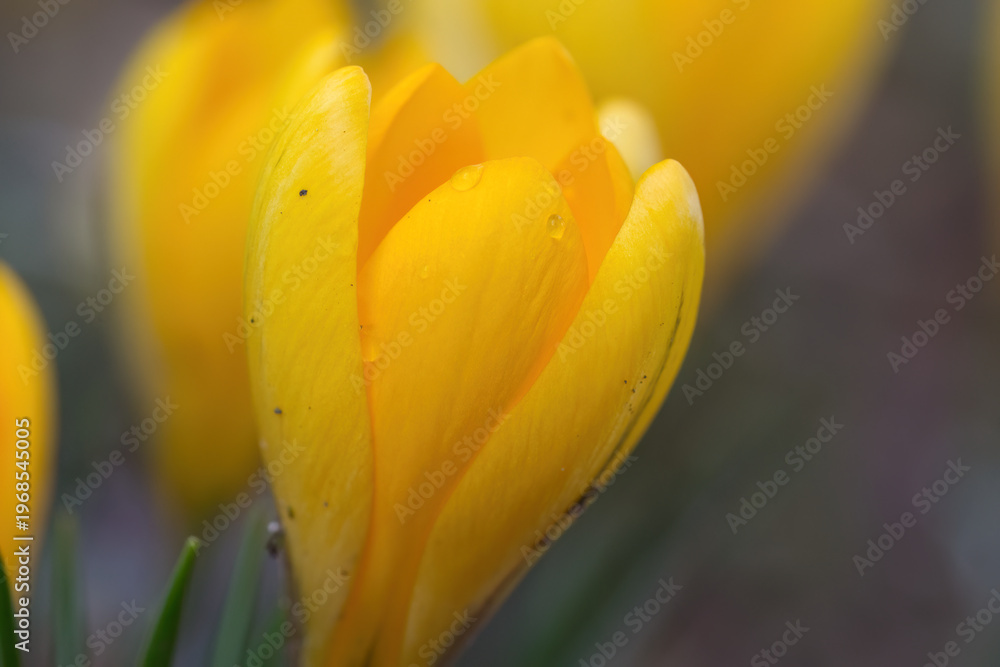 Naklejka premium close up crocus with raindrops, yellow crocuses slightly open, their petals fluttering gently in the wind, yellow flowers, green stems of the crocuses, early bloomers, harbingers of spring