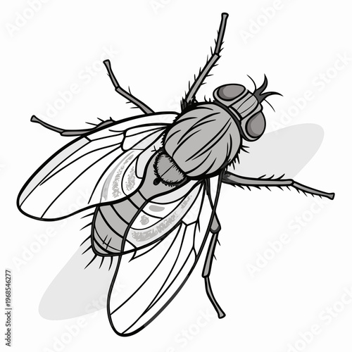 Vector illustration of a fly and a wasp isolated on a white background