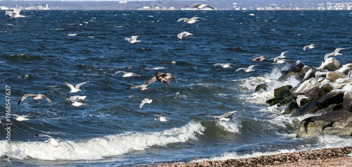 Seagulls flying over choppy ocean waves near rocky beach