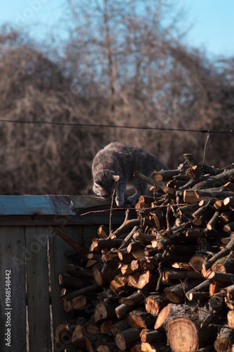 gray cat sits on firewood and basks in the sun on a spring day