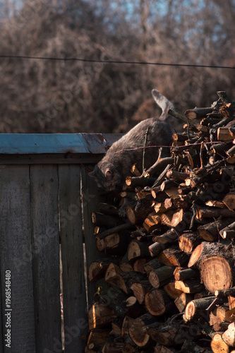 gray cat sits on firewood and basks in the sun on a spring day