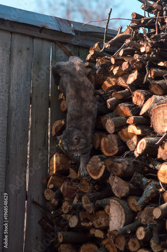 gray cat sits on firewood and basks in the sun on a spring day