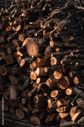 preparing for winter stacking stumps for firewood for heating the house