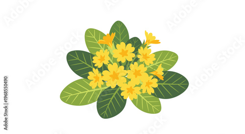 A single compact cluster of yellow primrose flowers with green leaves is centrally displayed on a plain white background.
