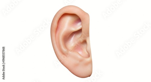 A realistic image of a human ear on a white background