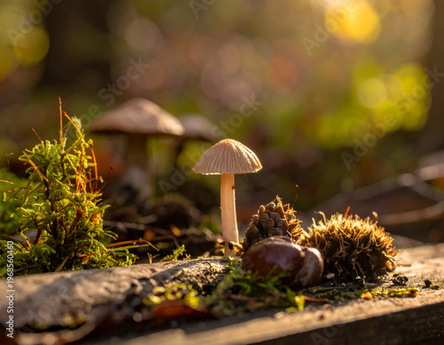 Small Mushrooms Growing on Forest Floor with Moss and Autumn Leaves, Close Up Nature Scene in Warm Sunlight, Woodland Ecology, Fungi Habitat and Natural Environment Concept