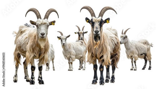 A group of farm animals, standing together with long, curved horns and shaggy coats, isolated. Looks towards the viewer