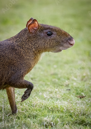 Agouti in Mexico 