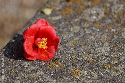 落ちた椿の花01