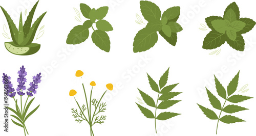 Herbal Plant Icon Set Featuring Aloe, Mint, Chamomile, Lavender and Natural Botanical Leaves Collection