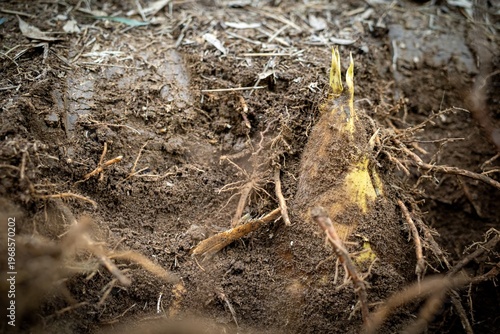Bamboo Shoot Emerging From Forest Soil