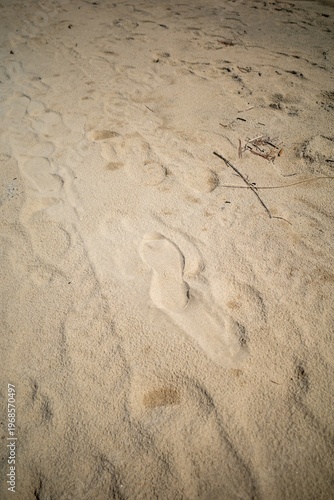 Footprints and Twigs on Sandy Ground