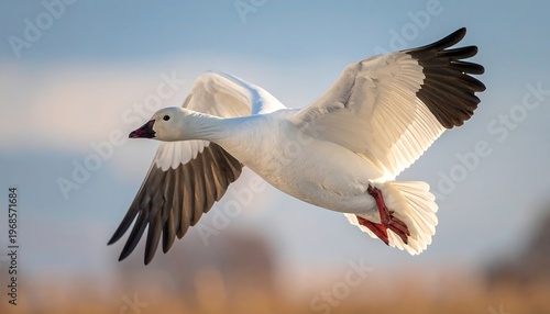 A white bird with dark wingtips soaring through the air with a blurred background of muted colors