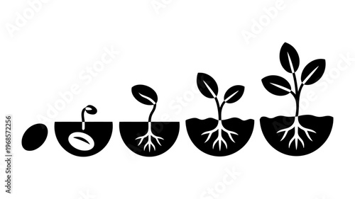 Vector of the growth stages of a plant from seed to mature plant