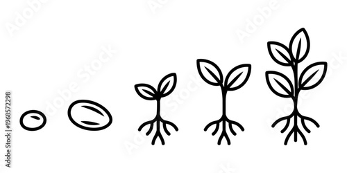 Vector of plant growth stages from seed to mature plant