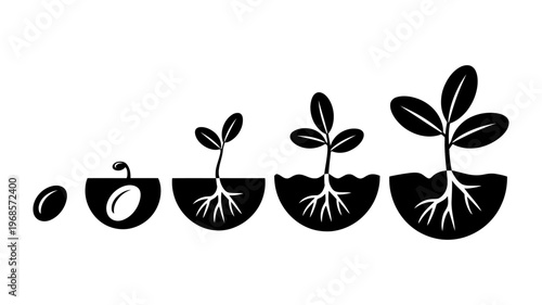 Vector showing the growth stages of a plant from seed to mature plant
