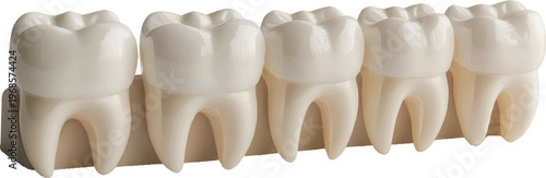 set of white teeth models on an isolated transparent background