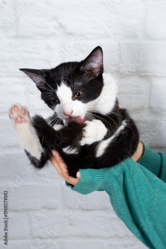 mały kotek czarno-biały na rękach