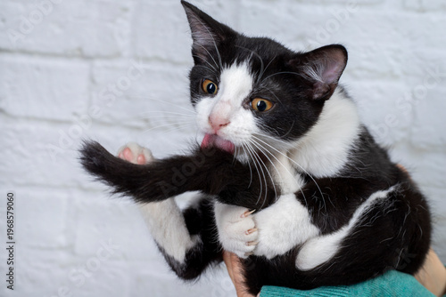 mały kotek czarno-biały na rękach