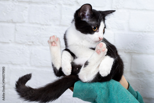 mały kotek czarno-biały na rękach