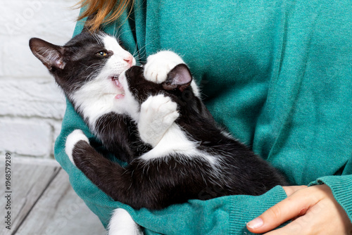 mały kotek czarno-biały na rękach
