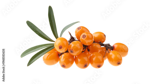 Cluster of bright orange berries attached to green leaves isolated on white background
