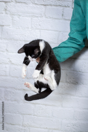 mały kotek czarno-biały na rękach