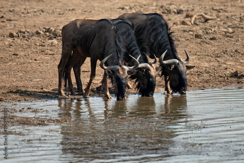   Blue wildebeest (Connochaetes raurinus) Pilanesberg nature reserve, South Africa