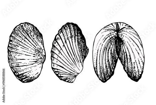 Vector illustration of three seashell views, including inner and outer sides. Hand-drawn engraving style with detailed lines. Ideal for marine design, packaging, prints, logos and coastal decor.