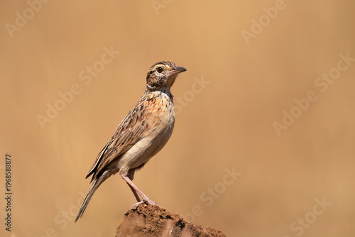 Rufous-naped Lark (Mirafra Africana) Pilanesberg Nature Reserve, South Africa