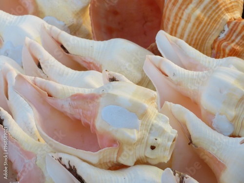 close up of a pile of sea shells	