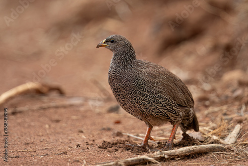Natal Spurfowl (Pternistis natalensis) Pilanesberg Nature Reserve, South Africa
