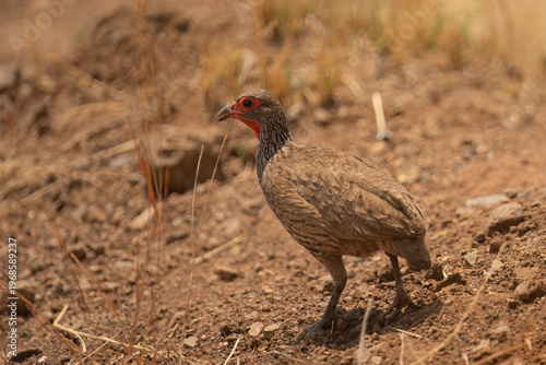 Swainson’s Spurfowl (Pternistis swainsonii) Pilanesberg Nature Reserve, South Africa