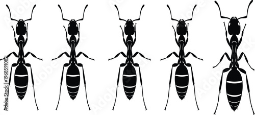 Black and white ant vector illustration collection featuring multiple insect silhouettes detailed body structure isolated minimal wildlife design set