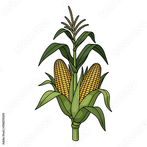 Two ears of corn on a stalk with green leaves and brown tassel