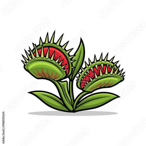 Venus flytrap plant with open and closed carnivorous leaves illustration