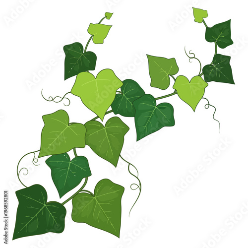 A vibrant green ivy plant with heart-shaped leaves climbs upwards