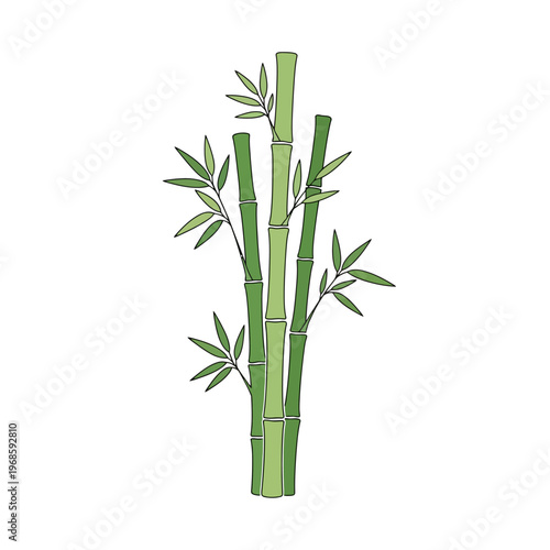 An illustration of green bamboo stalks with leaves growing naturally outdoors