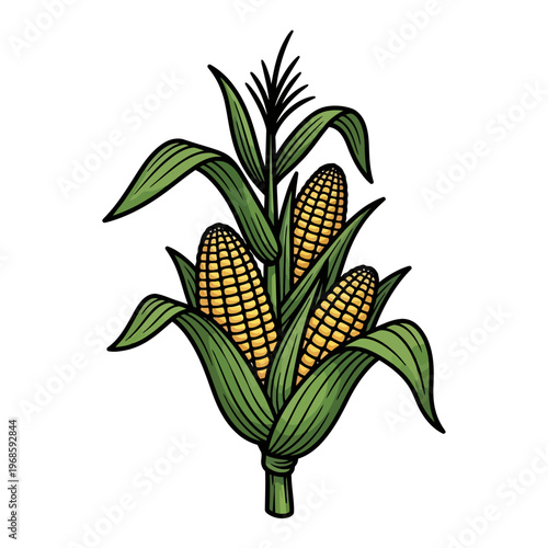 Vibrant corn illustration showcases three yellow ears with green leaves and stem
