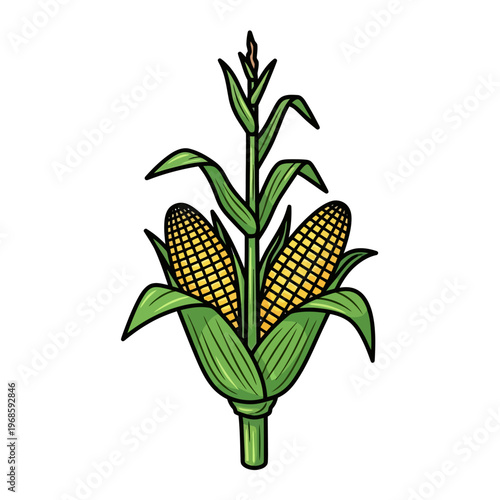 Vibrant illustration of corn on the cob with green leaves and kernels