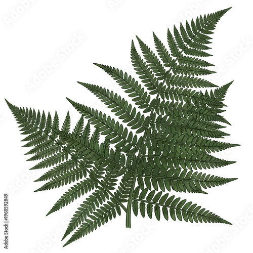 Green fern frond isolated on a pure white background, showcasing intricate leaf patterns